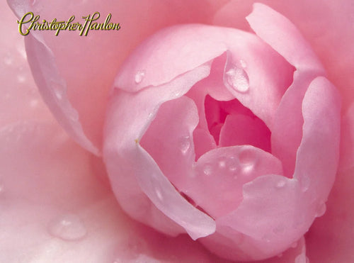 GOLD + PLATINUM BESPOKE | ANTI ÂGE FACE LIFT MOISTURIZER | All Skin Types