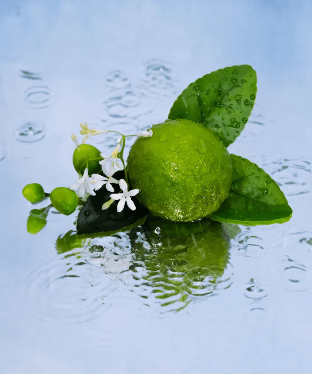 JARDÍN SICILIEN 100ml Eau de Parfum | Perfumes Maissa España